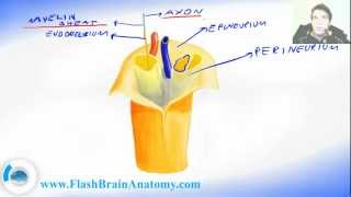 Peripheral Nervous System Nerve Anatomy [upl. by Araccot]