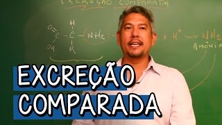 O que é Excreção Comparada  Extensivo Biologia  Descomplica [upl. by Moulden]