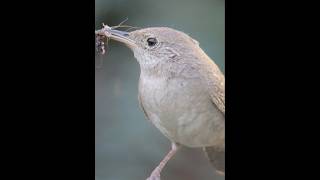 House Wren  showing off insect catch for nestlings [upl. by Elocal472]