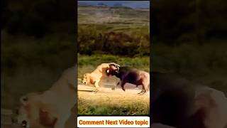 Buffalo vs Lion Incredible Showdown Ends with Lion Running for Its Life [upl. by Ahsiri]