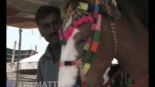 Rajasthan Marwari horses fair [upl. by Akiehs347]