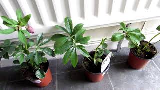 Our new Hellebores plants from LIDL Supermarket [upl. by Etterrag]