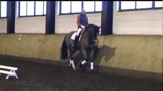 TRAKEHNER V BUDDENBROOK CONSUL geb 1998 [upl. by Haldane]