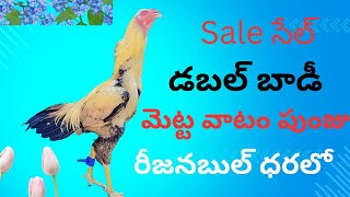 saleedit భీమవరం మెట్ట వాటం డబల్ బాడీ పుంజు సేల్ video viralbirds 9542131141 [upl. by Feinstein]