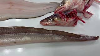 CONGER EEL SEA EEL あなご Anago [upl. by Phox]