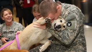 Military Homecoming Surprises Compilation [upl. by Thadeus]