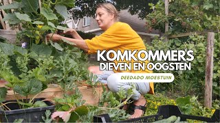 DeeDaDo moestuin  Komkommers dieven en oogsten  Juli moestuin komkommer [upl. by Armilda]