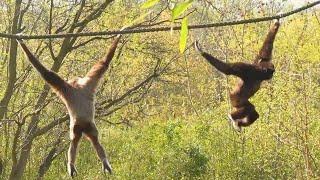 Gibbon Monkeys swinging and singing Turnende Gibbon Affen [upl. by Rosenquist944]