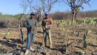 o trabalho continua com pipa e Chiquinho plantando Palma no sítio mamoeiro verdejante Pernambuco [upl. by Presber]