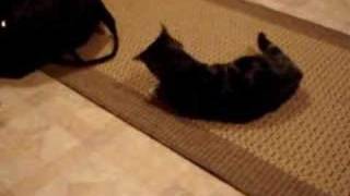 My cats first experience with catnip [upl. by Lorrie]