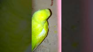 budgerigar bird [upl. by Ennahgem]