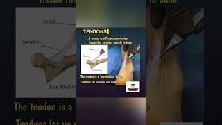 TendonsFreeMedicalEducationld3sfnursingmedicalviralshortsmbbsyoutubeviralshortsNurses [upl. by Annaeed]