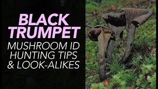 Black Trumpet Mushroom ID Hunting Tips amp LookAlikes [upl. by Nalloh]