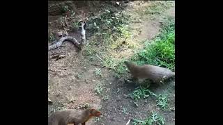 Mongoose Vs Cobra Fight [upl. by Marji108]