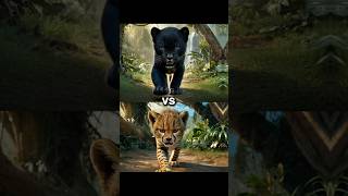 Snow leopard cube vs Tiger cub vs Lion blackpanther cheetah caracal lynx serval cats [upl. by Enihpets]