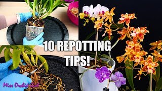 10 Tips for Repotting Orchids You Should Know  Orchid Tips for Beginners [upl. by Neil]