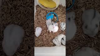 Hari ke 17 anak hamster winter white pearl guys [upl. by Kinzer]