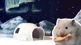 Hamster Igloo House  Hamster at the North Pole [upl. by Aelhsa322]