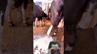 The Truth About Abscess in Cows cow Abscesscow [upl. by Arrahs]