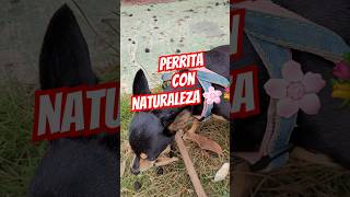 En la naturaleza😘😍🌸💐 perrita perritos bebe [upl. by Luapnoj291]