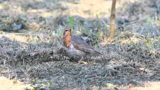 赤頸鶇 Redthroated thrush ノドグロツグミ [upl. by Mauro]