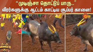 Avaniyapuram Jallikattu 2024  “முடிஞ்சா தொட்டுப் பாரு” வீரர்களுக்கு ஆட்டம் காட்டிய சூப்பர் காளை [upl. by Sihtnyc904]