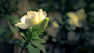 Blooming Gardenia Time Lapse  Everloving by Moby [upl. by Nicolea]