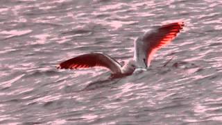 Great Blackbacked Gull Kills Laughing Gull [upl. by Accebor]