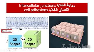 4cSummary of Intercellular junctions with animations [upl. by Cole878]