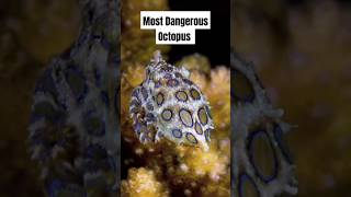 We Found The Most Dangerous Octopus on Earth animals shorts [upl. by Dodds]