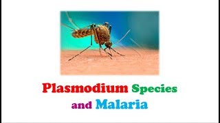 Parasitology 🔤  Plasmodium Species and Malaria [upl. by Sprague254]