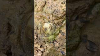 Unpredictable pearls in clam found satisfying outdoorskills clam [upl. by Laural]