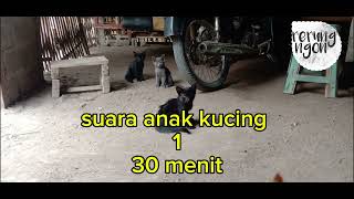 Rerung Ngon suara anak kucing 130menit [upl. by Sami]