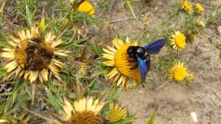 La Montagna Ganzaria Lape legnaiola Xylocopa violacea Linnaeus 1758 [upl. by Albers]