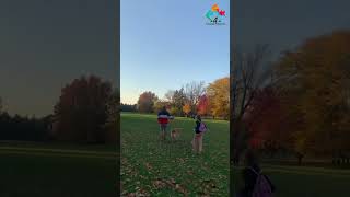 PARC MAISONNEUVE shorts canada4seasons montreal quebec canada park dogs fall autumn outono [upl. by Alaham147]