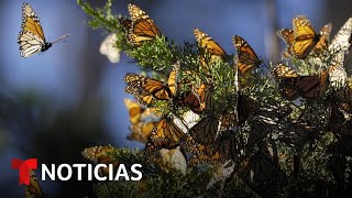 Planeta Tierra Las mariposas monarca vitales en la polinización peligran  Noticias Telemundo [upl. by Enaht]