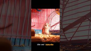 The hamster killed itselfshorts viral [upl. by Waine]