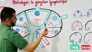 Histologie  Ganglion lymphatique [upl. by Sabino]