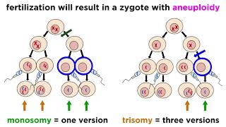 Alteration of Chromosome Number and Structure [upl. by Siuqram]