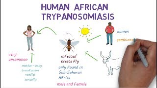 Sleeping Sickness  an introduction to African Trypanosomiasis [upl. by Lananna448]