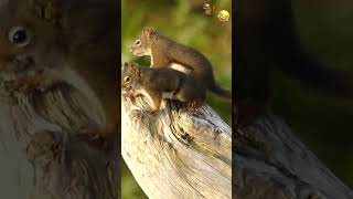 Douglas squirrels  Ã‰cureuils de Douglas wildlife canada squirrel ecureuil [upl. by Daron]