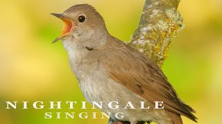 Nightingale bird singing  very beautiful bird sounds [upl. by Dorcia]