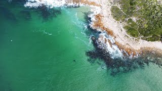 Great White Sharks In Plettenberg Bay Mission [upl. by Souvaine]