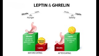 Leptin  The Lipid Metabolism Regulator 3 Minutes [upl. by Darrel]