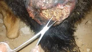 a typical case of myiasismaggots wound in gsd [upl. by Aneetsyrk493]