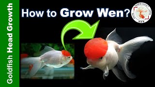 SECRETS of BOOSTING Goldfish WEN Growth  金鱼发头秘密 [upl. by Cyndy]