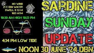 30 June 2024 High Noon Sardine News Update PLENTY SARDINES COMING [upl. by Acherman118]