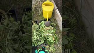 Garden Vlog 🌱🐛 gardening gardenvlog herbalist herbalism [upl. by Eloc85]