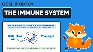 The Immune System  GCSE Biology [upl. by Akemak687]