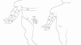 Dermatomes Draw it to Know it Neuroanatomy [upl. by Eronel]